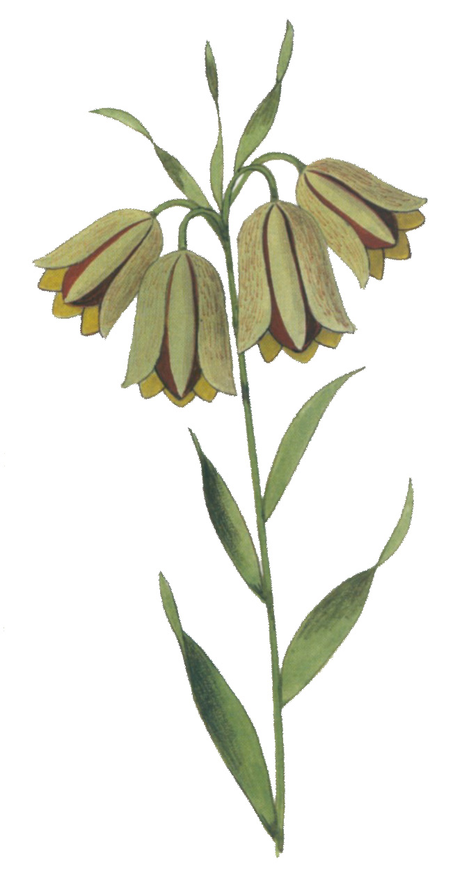 0049 okFritillaria toy Gkoysix