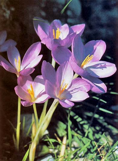 0160 Λουλούδι Ο κρόκος του Γουλιμή Crocus goulimyi
