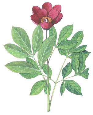 0199 ok1Paeonia mascula mascula