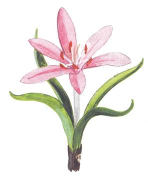 0263 ok1Colchicum stevenii 1