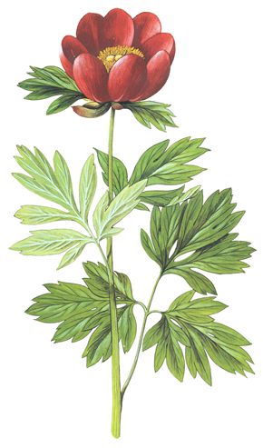 0281 ok1Paeonia peregrina
