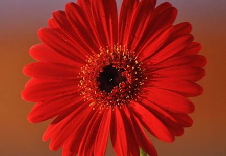 0332 blumme2
